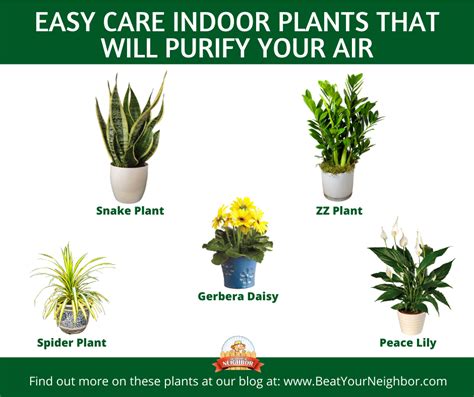 Easy Care Indoor Plants That Purify The Air Beat Your Neighbor