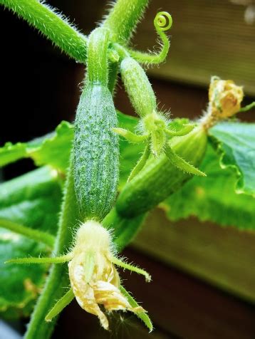 C Mo Cultivar Pepino En Macetas En El Huerto Urbano Ecol Gico