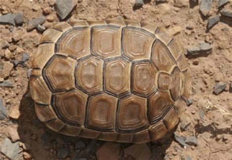 and a close-up of the carapace. | Download Scientific Diagram