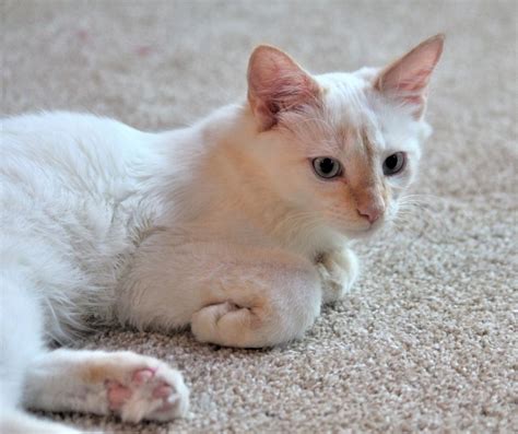 How Much Are Flame Point Siamese Cats Actually Worth Catsinfo