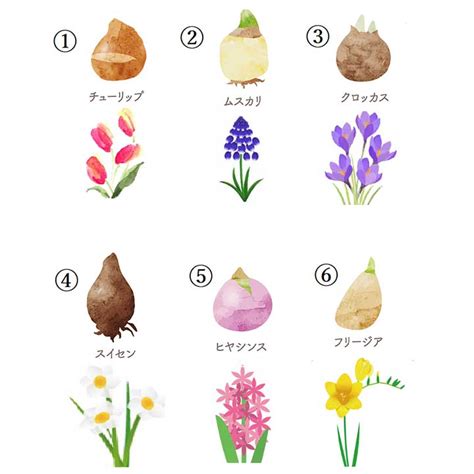 春に咲く花イラストの検索結果 Yahoo きっず検索