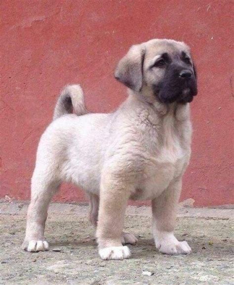 Trop Mignon Le Bébé Kangal 😍🇹🇷 Kangal Köpeği Köpek Türleri Yavru Köpek