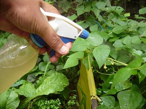 Repelentes Y Fungicidas Ecológicos Para Plantas