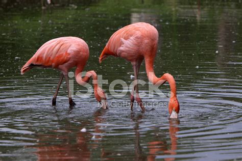 Flamingos Stock Photo Royalty Free Images Freeimages