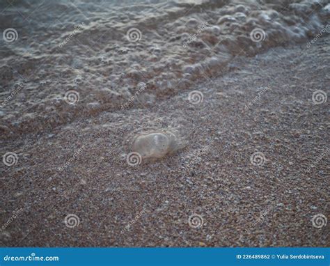 Dead Jellyfish Washed Up On The Beach Dead Medusa In The Shallow Water