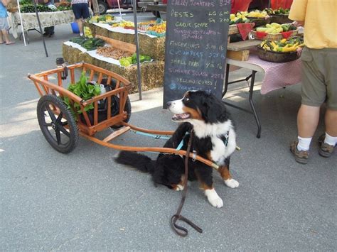 Berner Pulling A Cart Bernese Mountain Dog Mountain Dogs Bernese