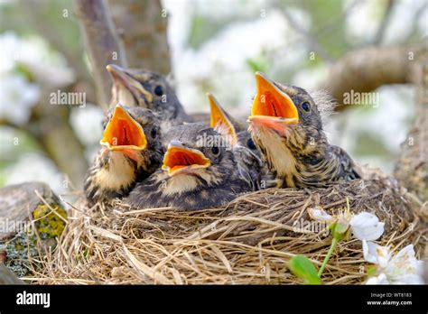 Baby Birds In Nest