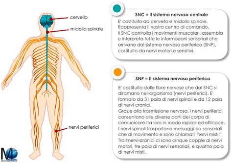 Reazione Governare Supporto Sistema Nervoso Periferico Anatomia