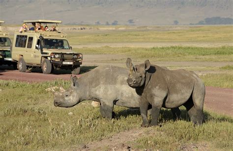 Ngorongoro Crater Wildlife