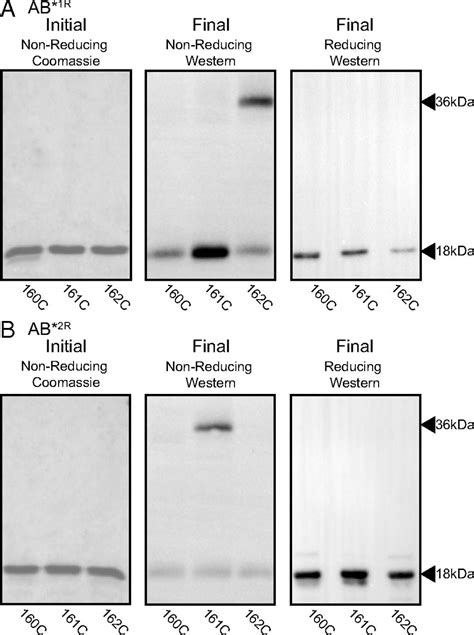 Coiled Coil Destabilizing Residues In The Group A Streptococcus M