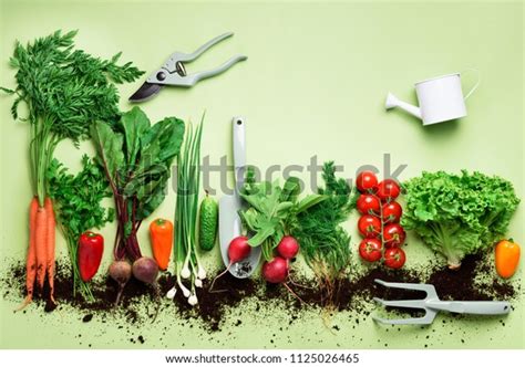 Organic Vegetables Garden Tools Top View Stock Photo 1125026465