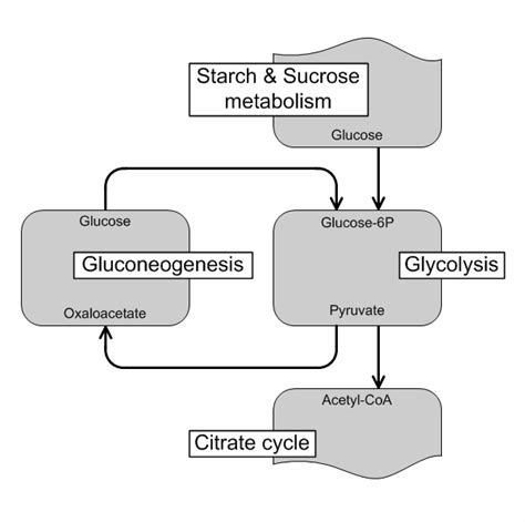 Interconnection Of The Four Metabolic Pathways The Starch And Sucrose