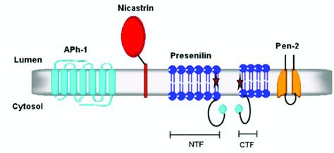 5 Members Of The Gamma Secretase Activity Complex The Secretase