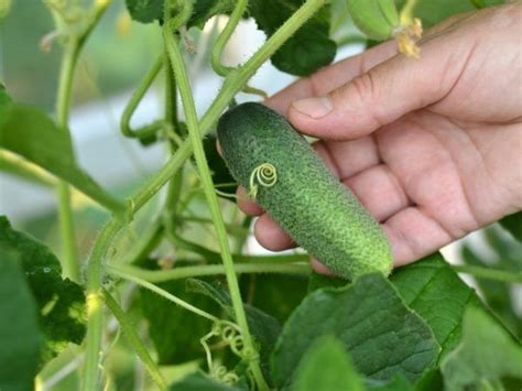 Огурец Пикник — просто находка!🥒🥒 Он устойчив к болезням и вредителям ...