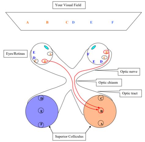 Lecture Superior Colliculus And Primary Visual Cortex Flashcards