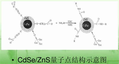 Cdse Zns Peg Nh2 氨基化聚乙二醇修饰水溶性cdse Zns量子点（硒化镉 硫化锌量子点） Udp糖丨mof丨金属有机框架丨聚集诱导发光丨荧光标记推荐西安齐岳生物