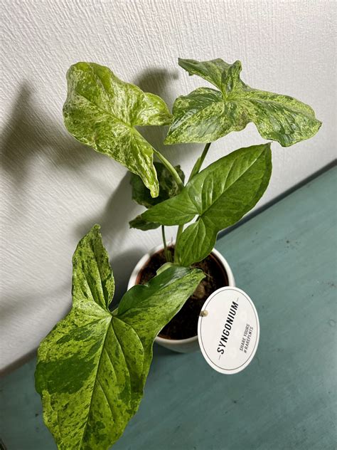 Syngonium Mottled Mojito Full Plant 15cm Pot L Large Plant Etsy