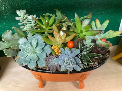 Miniature Bathtub W Succulent Kit Clawfoot Tub Mustard Yellow Burnt Orange Metal Succulents