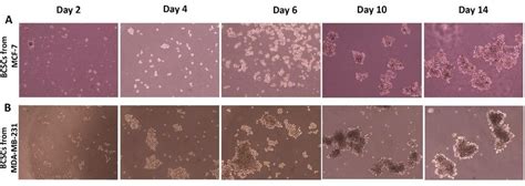 Morphological Observations Captured Under A Phase Contrast Light Download Scientific Diagram