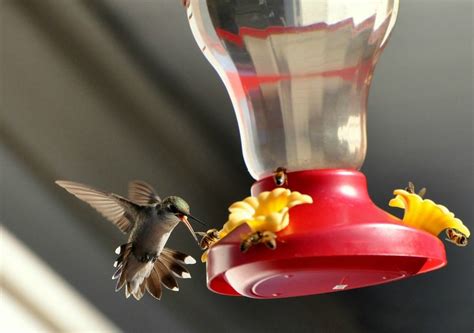 Hummingbird Feeder With Bee And Ant Guard At Megan Williams Blog