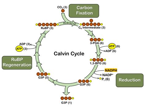 Photosynthesis Calvin Cycle Oer Commons