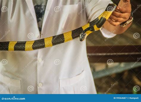 A Man Is Using Bare Hand To Catch The Banded Krait (Bungarus Fasciatus ...