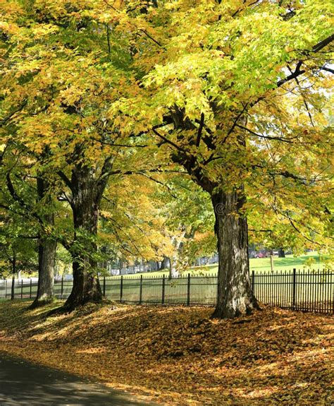 Fall Orange and Yellow Trees Near the Road. Stock Photo - Image of changing, orange: 27281028