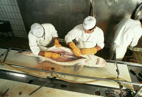 Fish Preparation Photograph By Mauro Fermariello Science Photo Library