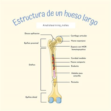 Estructura De Un Hueso Largo Anatolearning Notes F Tima Paico B Udocz