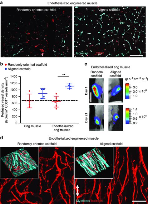 Murine Endothelialized Engineered Skeletal Muscle Promotes Vascular