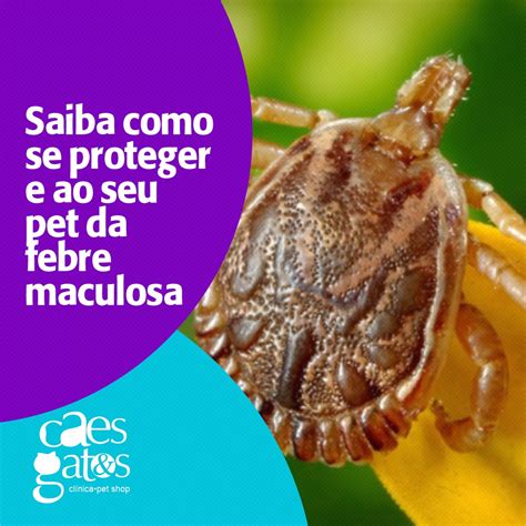 Saiba Como Se Proteger E Ao Seu Pet Da Febre Maculosa C Es E Gatos