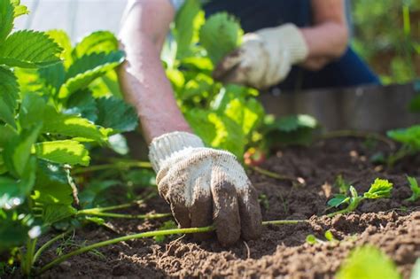 O Agricultor Cuida Das Plantas Na Horta Na Fazenda Conceito De