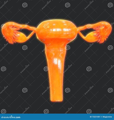 Anatomy Female Reproductive System Cross Section Stock 27864 The Best