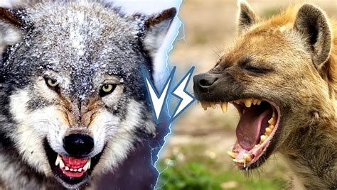 Wolf Vs Hyena