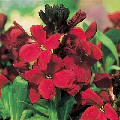 Erysimum Cheiri Blood Red