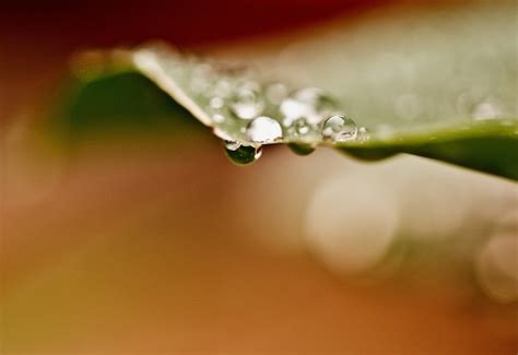 Free Images Tree Water Nature Forest Grass Branch Drop Dew