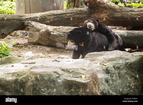 Asiatic black bear mountain hi-res stock photography and images - Alamy