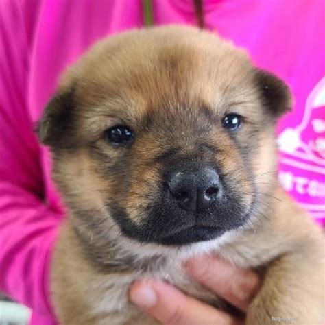 【犬の里親募集】愛知県・雑種・子犬ちゃんの里親募集（id2304 00450）｜ハグー みんなのペット里親情報