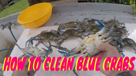 How To Clean Blue Crabs Youtube