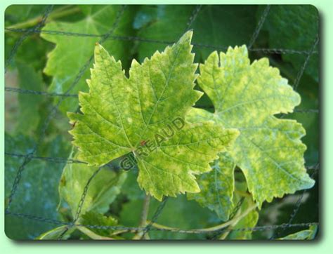 la chlorose ferrique les maladies des plantes potagères