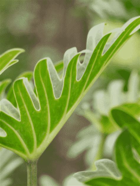 Plantas Para Frente De Muro Veja Algumas Ideias Terragam