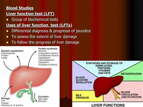 Ppt Blood Studies Liver Function Test Lft Group Of Biochemical