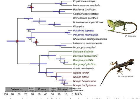 Figure 6 From Phylogenetic Relationships Of Amazonian Anole Lizards