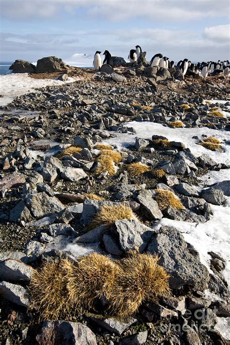 Antarctic Hair Grass Photograph By Greg Dimijian Fine Art America
