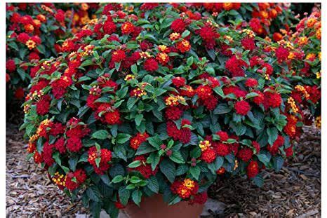 16 Types of Lantana Plant (Mounding, Hardy & Trailing Varieties ...