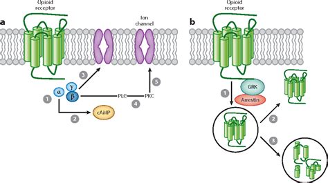 Opioid Receptors. | Semantic Scholar