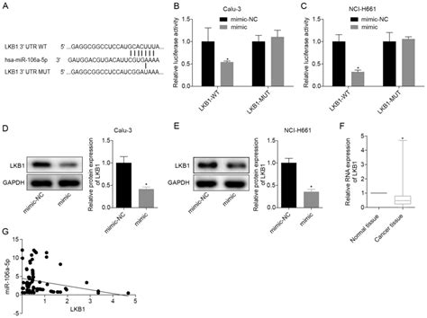 Microrna‑106a‑5p Promotes The Proliferation Autophagy And Migration Of