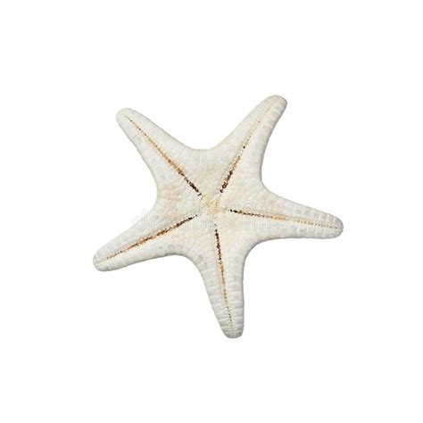 Bela Estrela Do Mar Isolada Em Branco Objeto De Praia Foto De Stock