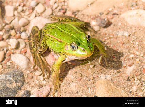 Environment Enviroment Animal Amphibian Frog Wildlife Aquatic