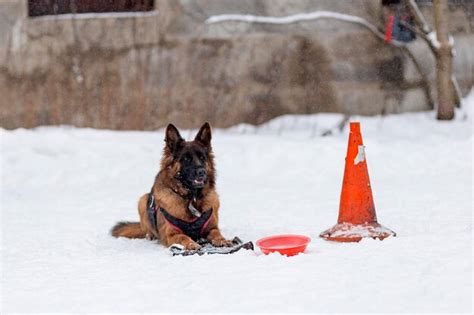 Premium Photo German Shepherd Training Protection